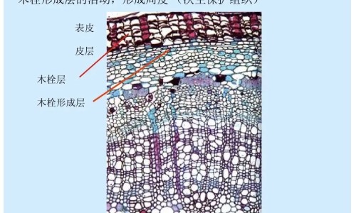 木瓜树根的功效与作用网 :分享木瓜树功效作用与主治-木瓜顺气丸的功效与作用知识