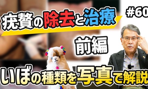 木瓜树功效作用与主治-木瓜树根的功效与作用网 :分享木瓜树功效作用与主治-木瓜顺气丸的功效与作用知识